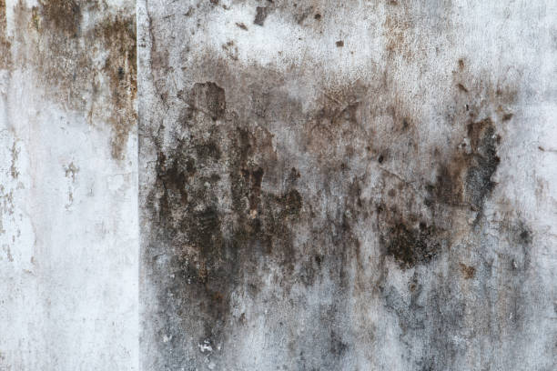 Best Air Quality Testing for Mold Spores  in Hazardville, CT