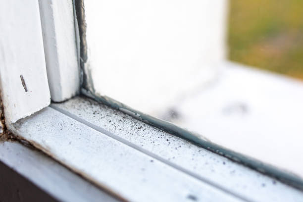 Best Biohazard Mold Removal  in Hazardville, CT