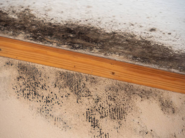 Best Mold Documentation for Insurance Claims  in Hazardville, CT