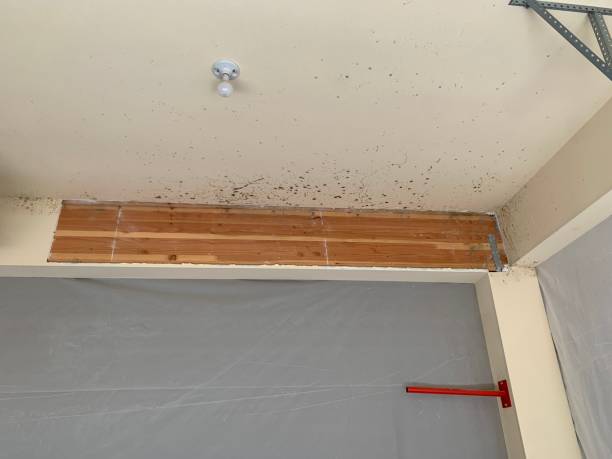 Best Mold-Related Health Consultation  in Hazardville, CT