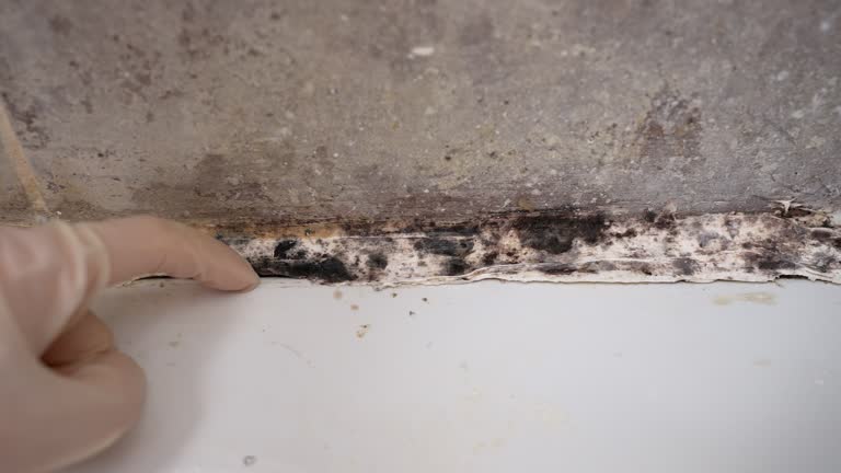 Best Mold Remediation for Rental Properties  in Hazardville, CT