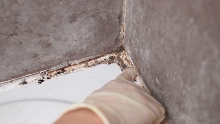 Best Black Mold Removal  in Hazardville, CT