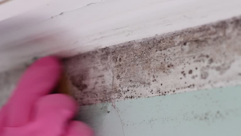 Best Mold Odor Removal Services  in Hazardville, CT